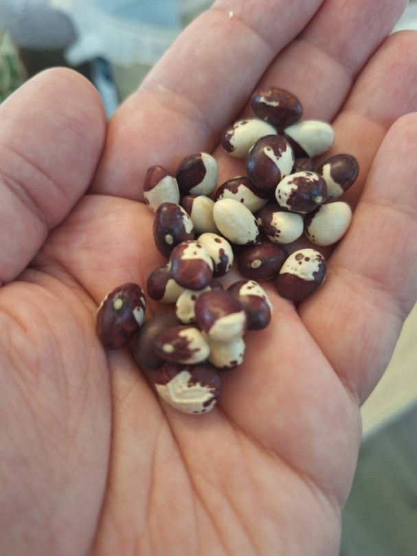 Huevo de Hornero de Tenerife bab, Phaseolus vulgaris , hüvelyes